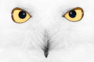 kent photographer folkestone owl sanctuary