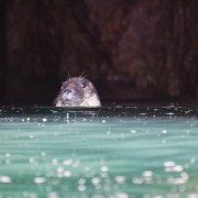 Pembrokeshire Seal in a cave